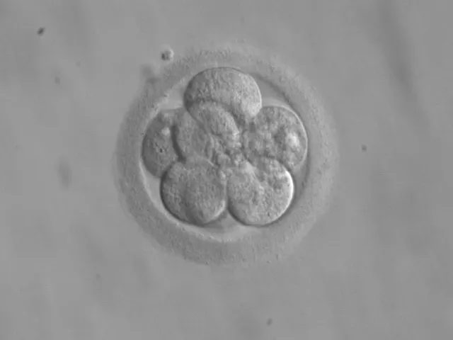 An eight-cell embryo at the cleavage stage